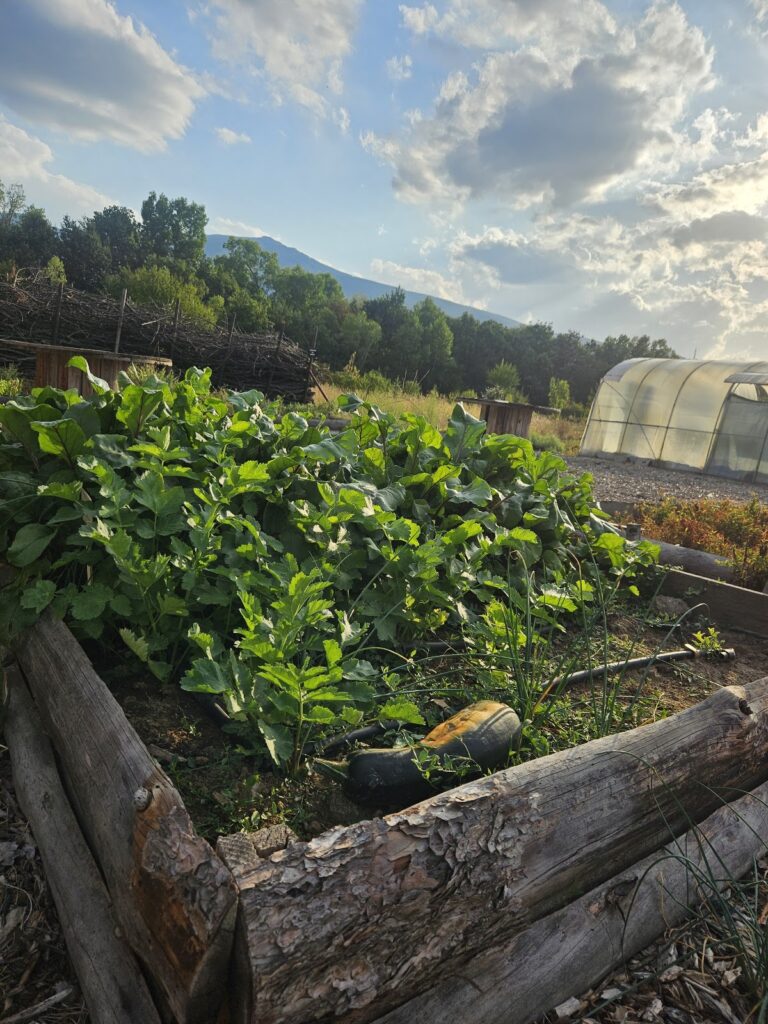 Буйна зеленчукова градина в повдигната леха