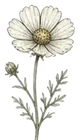 Цветя